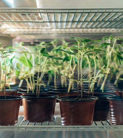 英媒通稿：切尔西要求曼城就马雷斯卡做出赔偿，否则将起诉